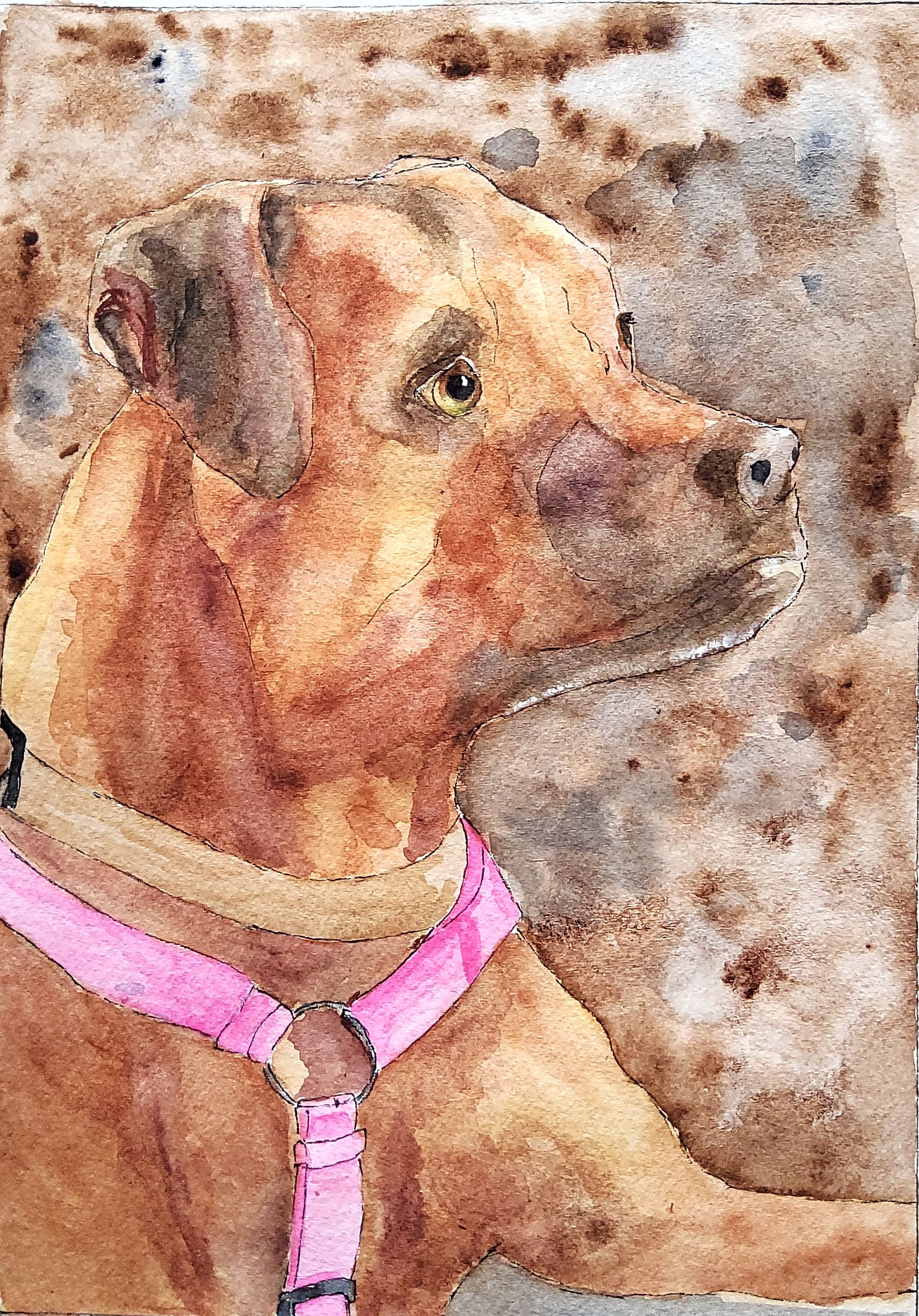 Piper